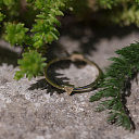 Кольцо из желтого золота