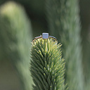 Кольцо из желтого золота